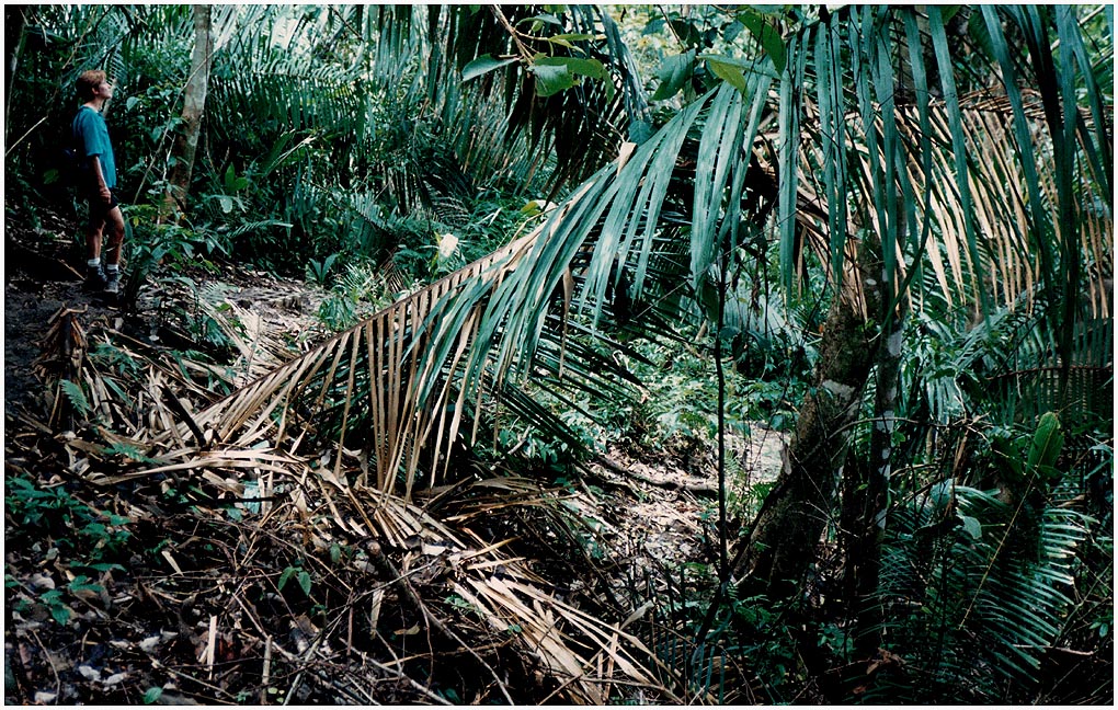 Im Dschungel 1993